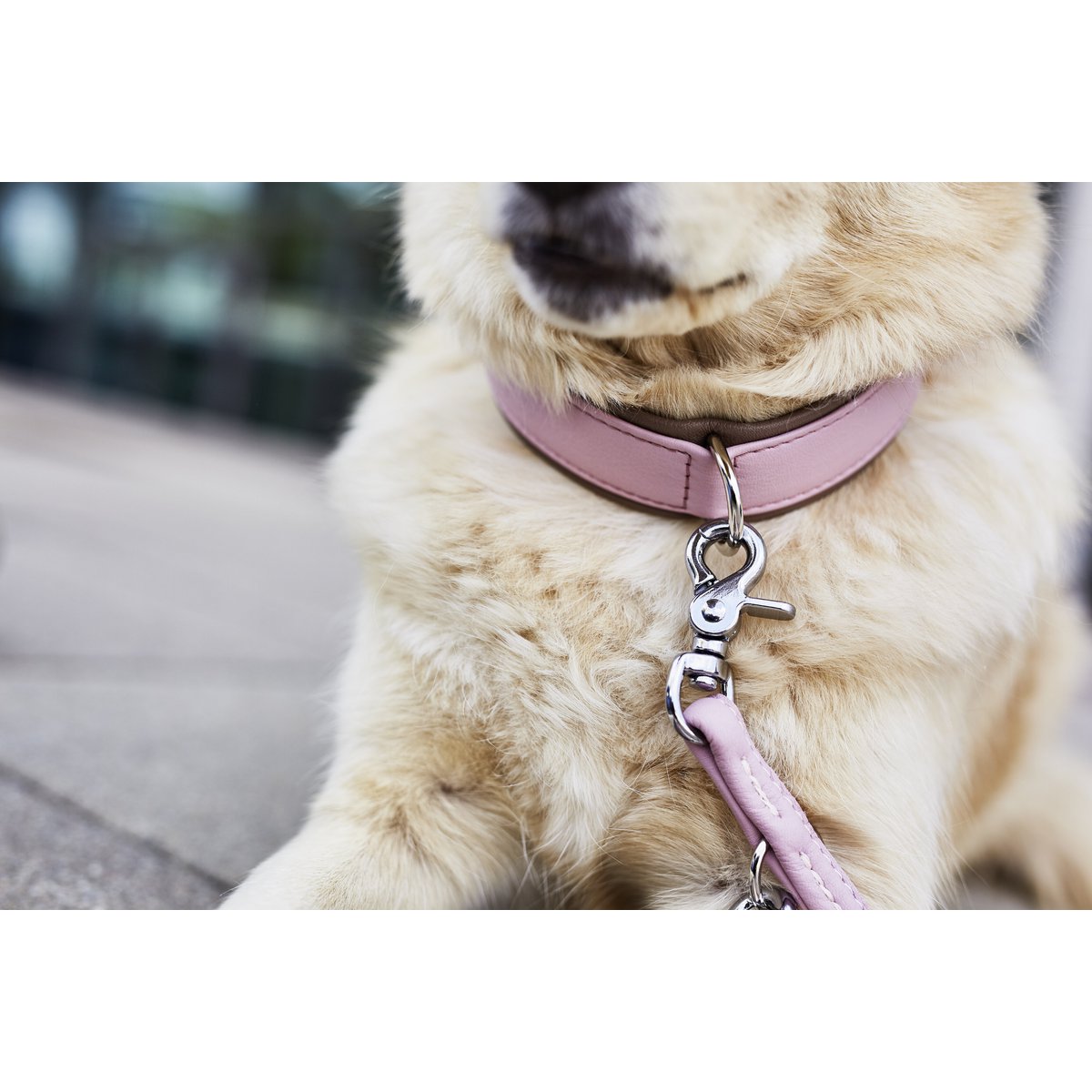 Hondenhalsband Roze