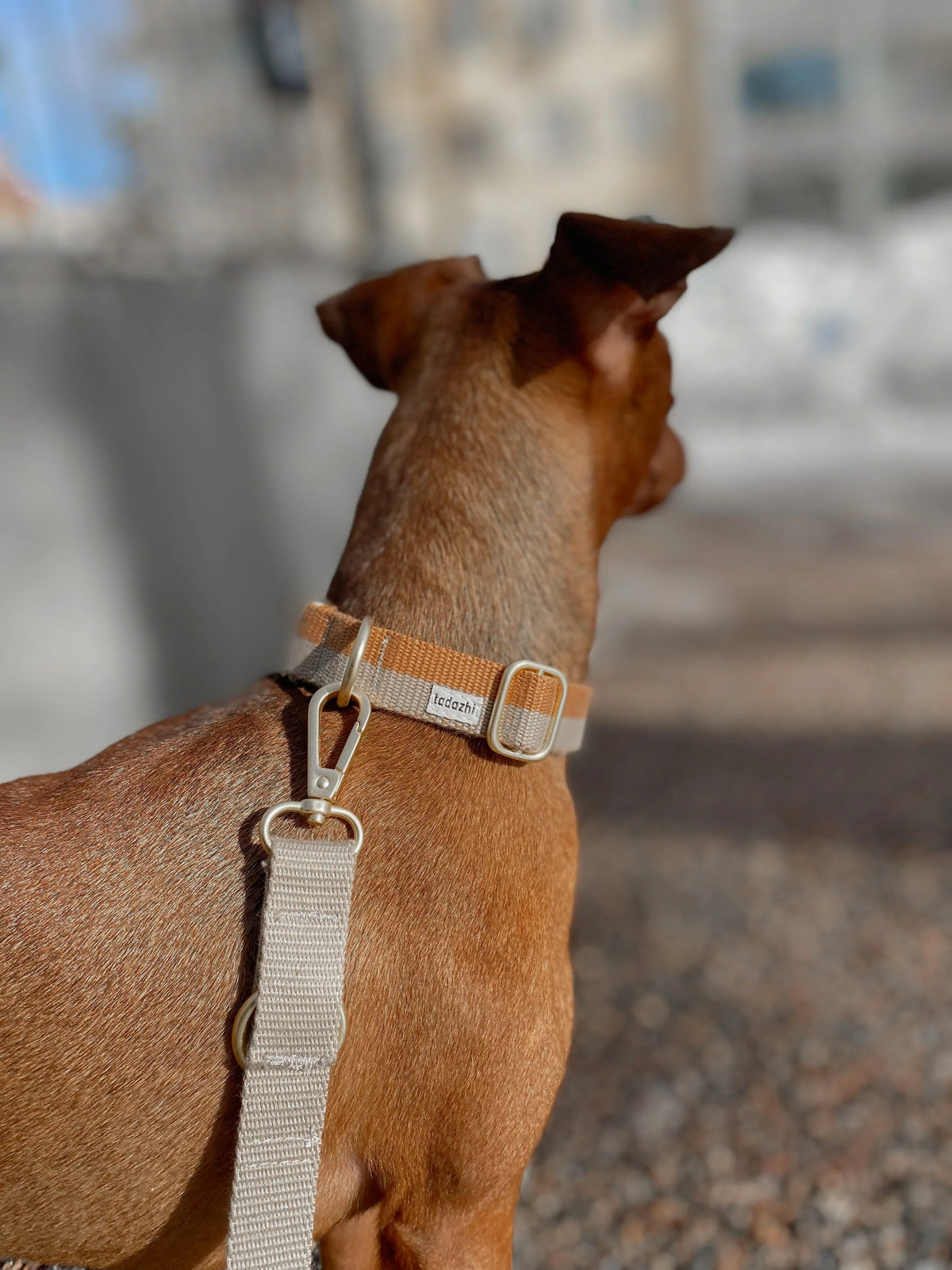 Halsband Zand/Licht Bruin