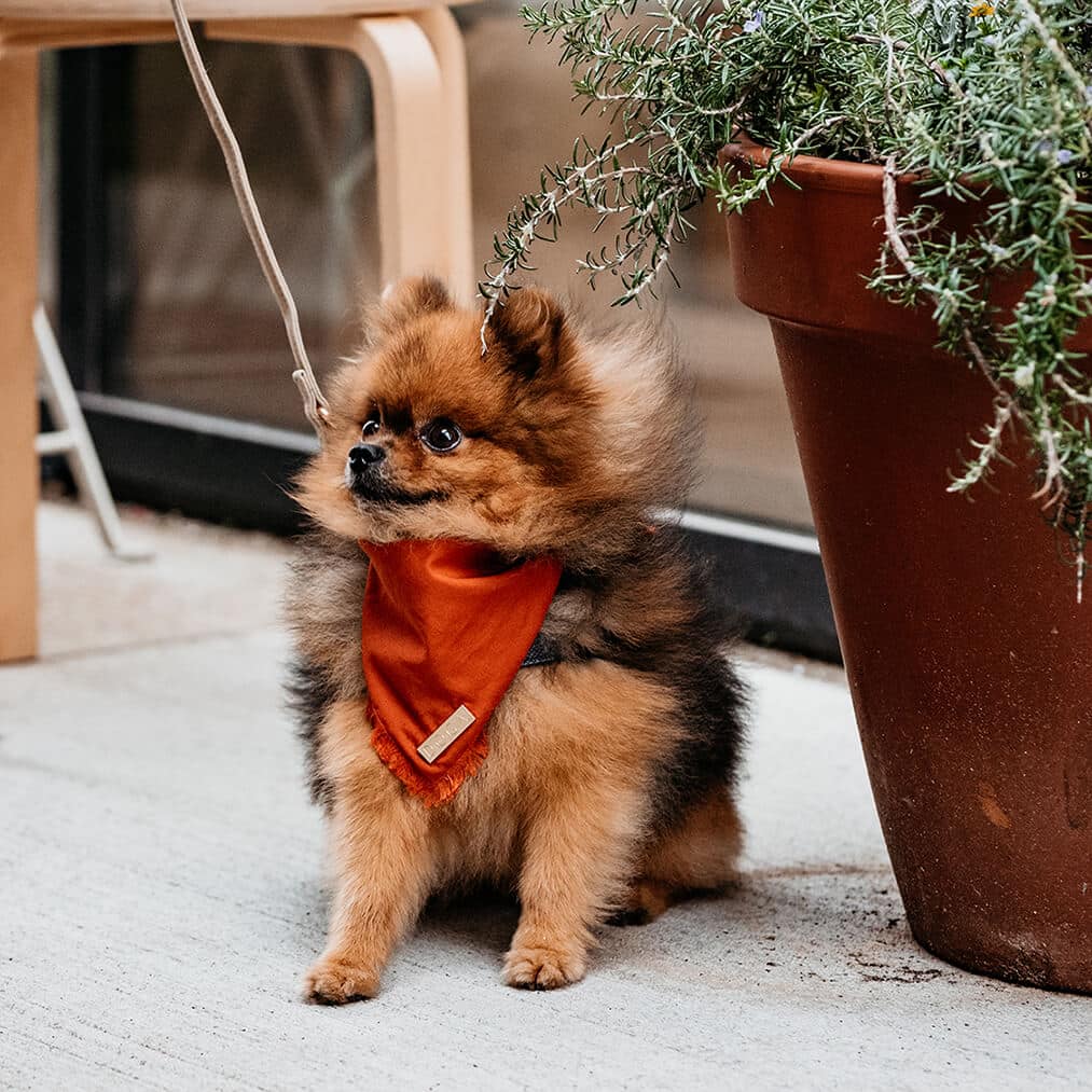 Honden bandana Voile Cognac